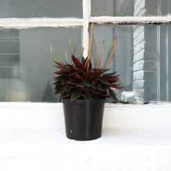 Peperomia Rosso